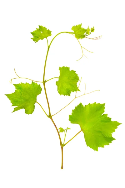 Feuilles de vigne isolées sur fond blanc — Photo