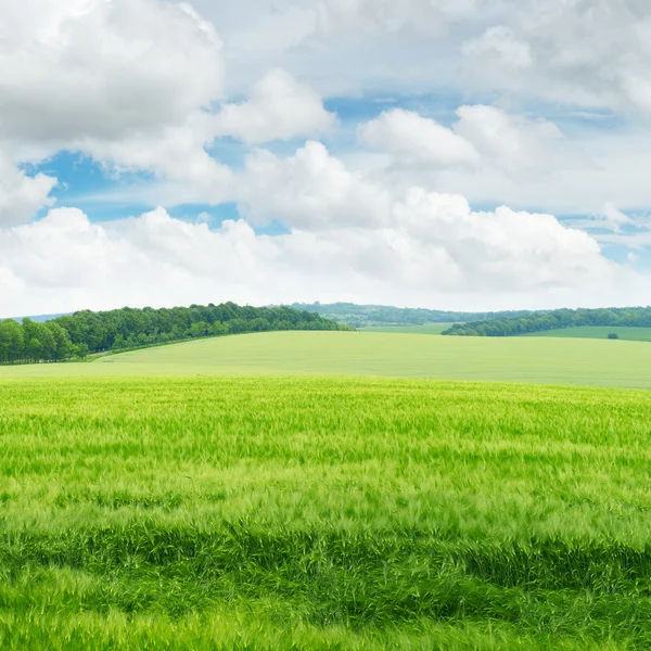 Campo verde y cielo azul — Foto de Stock