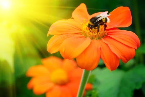 Bumble bee pollinating a flower — Stock Photo, Image