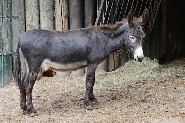 Ezel op de boerderij — Stockfoto