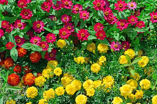 Blossoming flowerbeds — Stock Photo, Image