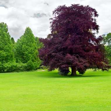 Parktaki güzel çayır