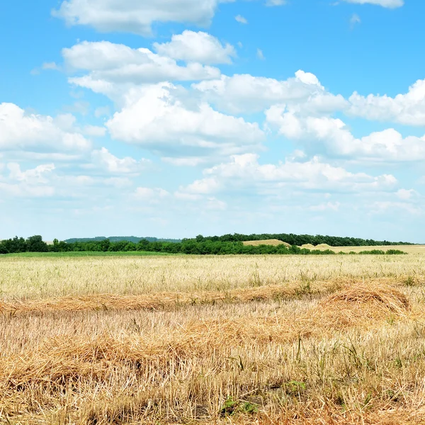 Tarweveld na de oogst — Stockfoto