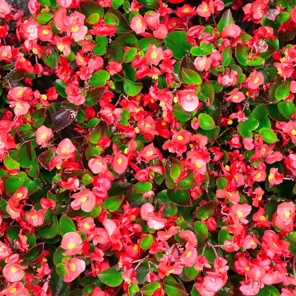 Blossoming flowerbeds in the park — Stock Photo, Image