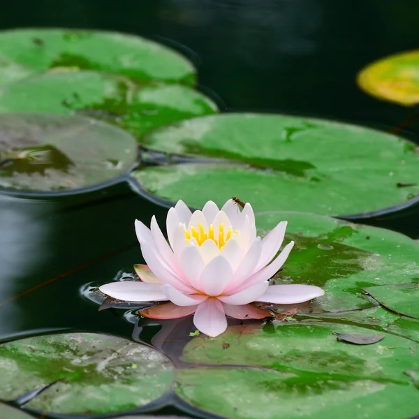 Water lily in lake — Stock Photo, Image