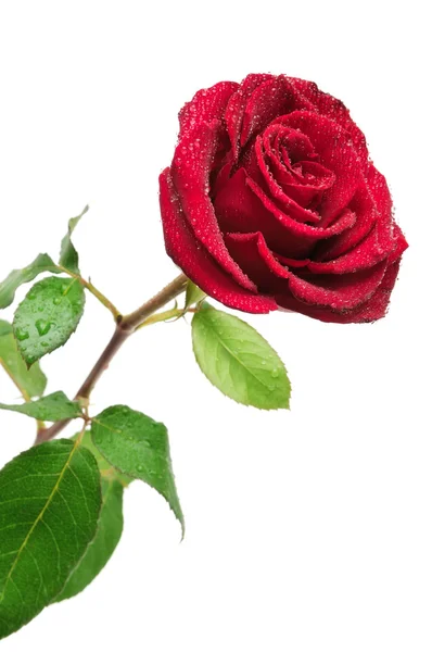 Červená růže s kapkami deště — Stock fotografie