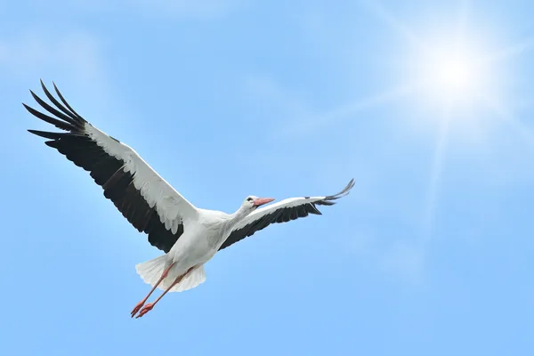 Cigüeña blanca voladora iluminada por el sol — Foto de Stock