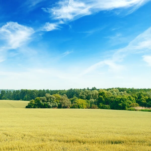 Weizenfeld und blauer Himmel — Stockfoto