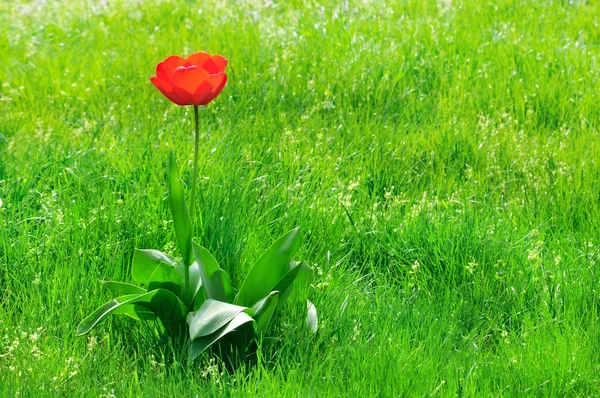 Red  tulips on a green lawn — Stock Photo, Image