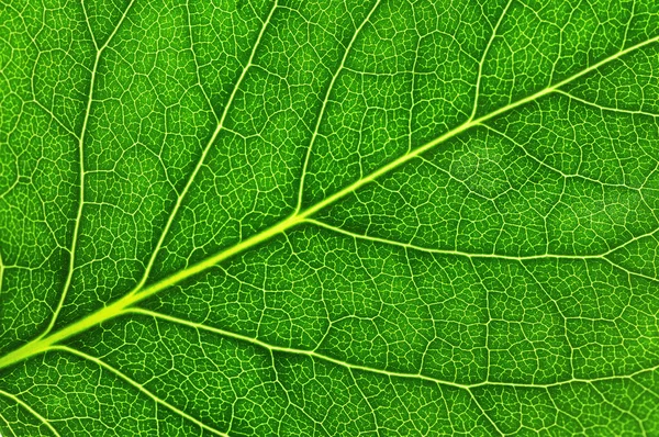 Hoja de una planta — Foto de Stock