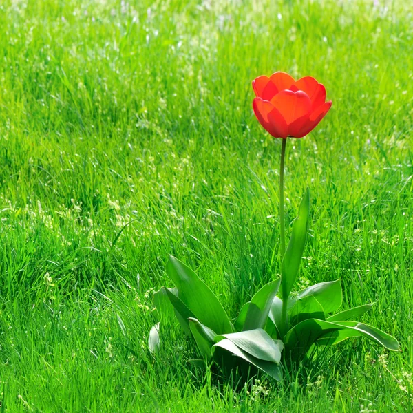 Red  tulips on a green lawn — Zdjęcie stockowe