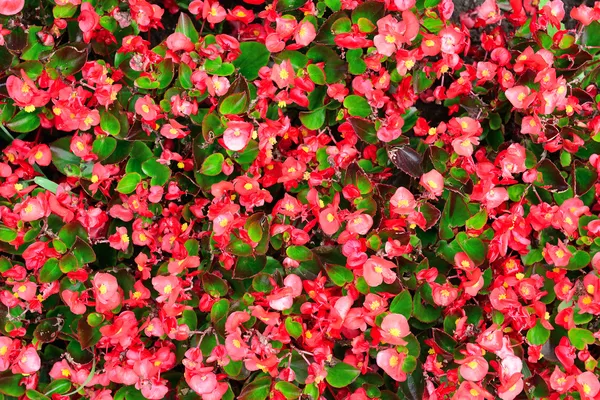 Fondo de macizos de flores florecientes —  Fotos de Stock