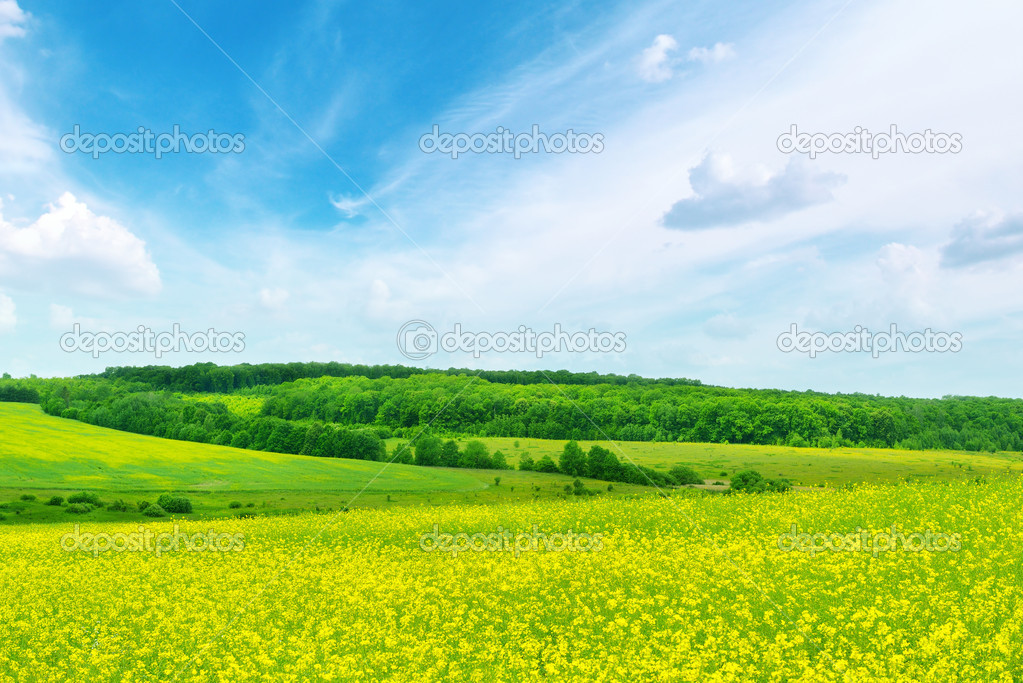 Rape field and blue sky