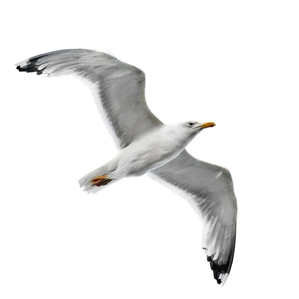 seagull isolated on white background  