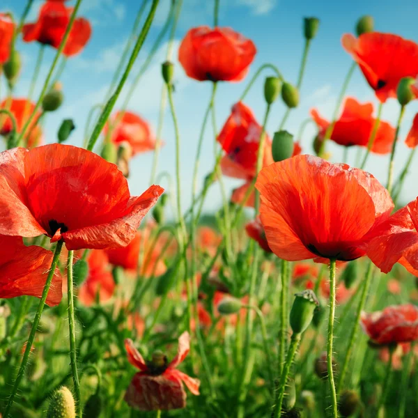 Coquelicots sur champ vert — Photo