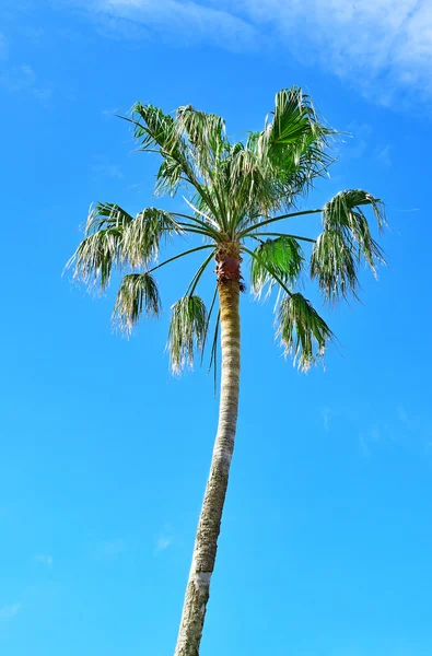Wysokie palmy na tle niebieskiego nieba — Zdjęcie stockowe