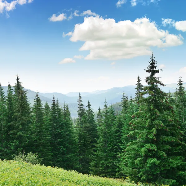 Beautiful pine trees — Stock Photo, Image