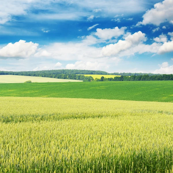 麦畑と青空 — ストック写真