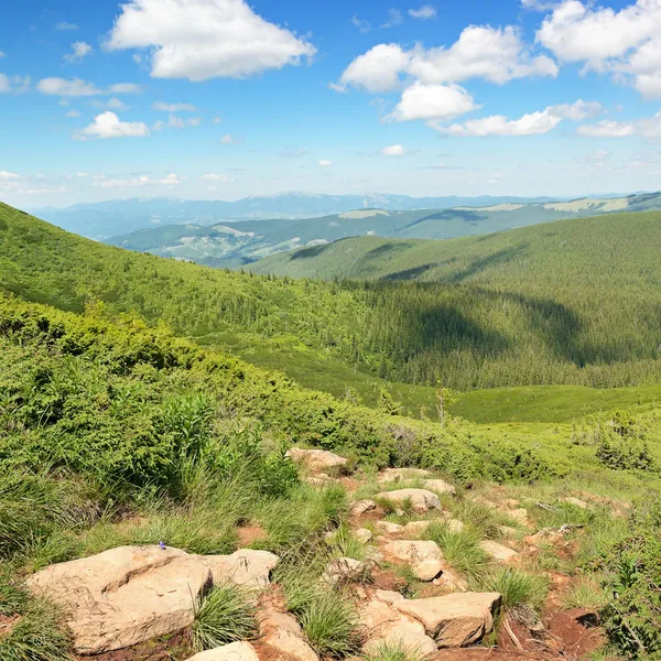 Mountains covered trees — Stock Photo, Image