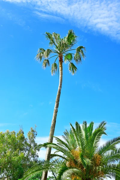 Hohe Palme vor blauem Himmel — Stockfoto