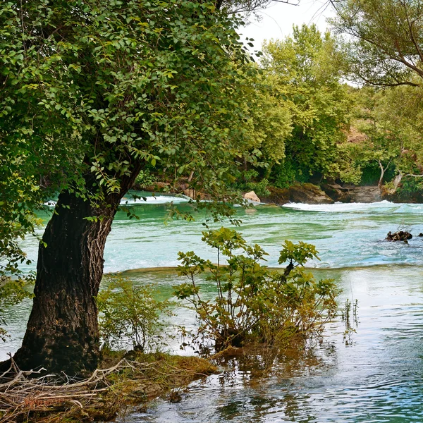Albero sulla riva del grande fiume — Foto Stock