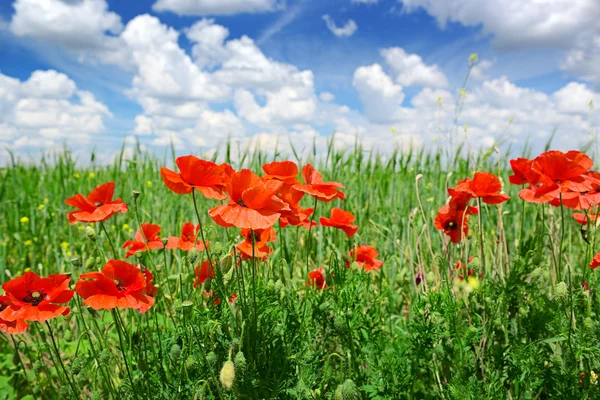 Amapolas en el campo verde — Foto de Stock