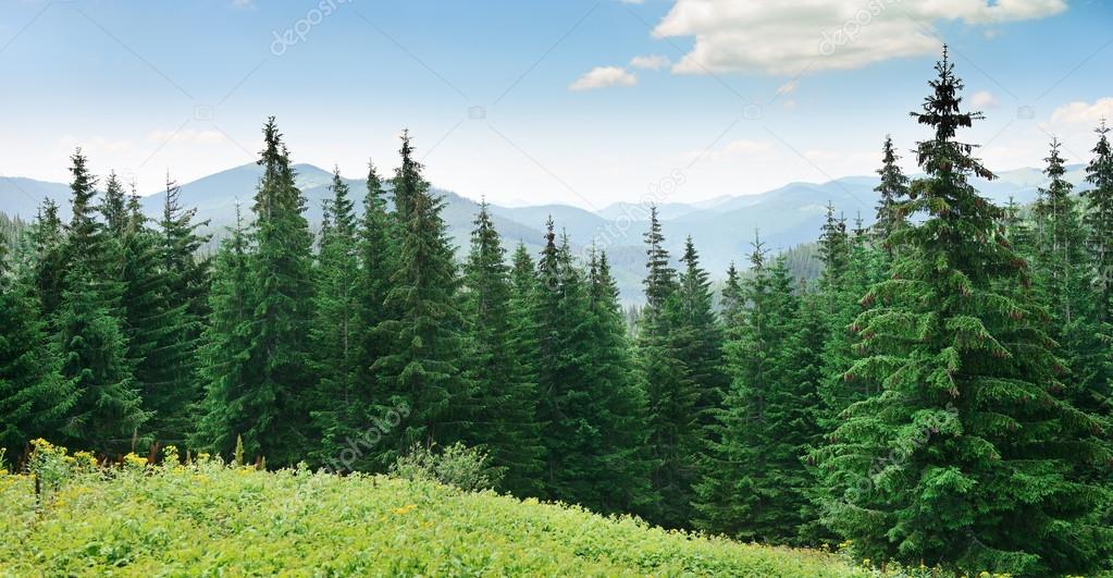 Beautiful pine trees