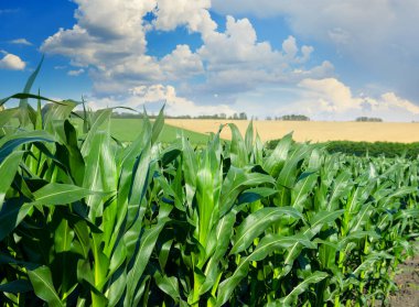 Mısırın yakın çekimi ve beyaz bulutlu mavi gökyüzü.