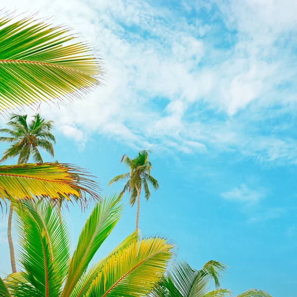 Kokospalmen Gegen Den Himmel Ansicht Von Unten — Stockfoto