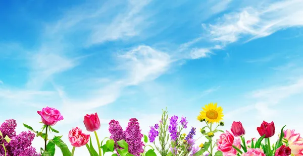 Kwitnące Kwiaty Tle Piękne Błękitne Niebo — Zdjęcie stockowe
