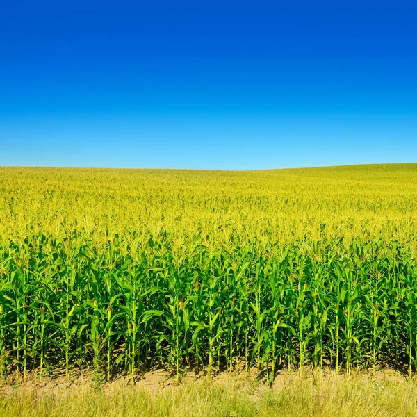 Campo Milho Brilhante Com Espigas Maduras Milho Céu Azul Claro — Fotografia de Stock