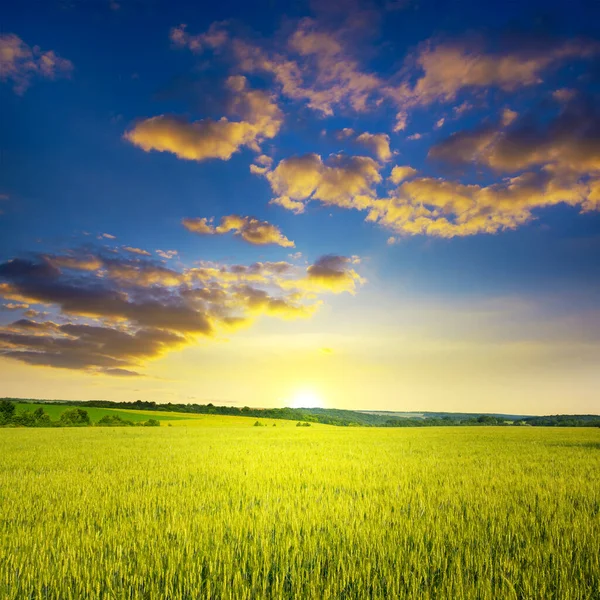 Majestuoso Amanecer Cielo Azul Con Nubes Sobre Campo Trigo Maduro Fotos de stock