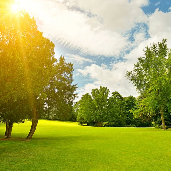 Solstrålar Vacker Sommarpark — Stockfoto