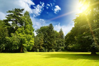 Parlak güneş, eski parktaki pitoresk çayır üzerinde..