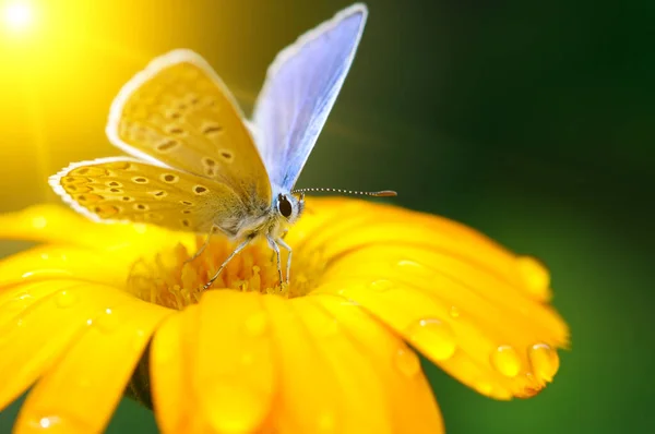 Krásný Motýl Květu Gazania Paprscích Jasného Slunce — Stock fotografie