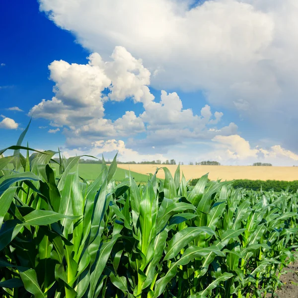 Stjälkar Majs Närbild Och Blå Himmel Med Vita Moln — Stockfoto