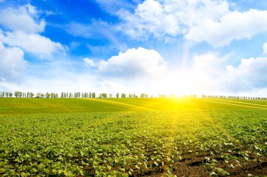 Bahar tarlasında genç filizler ve parlak günbatımı
