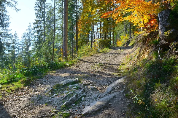 Sonbahar Ormanında Kayalık Dağ Yolu — Stok fotoğraf