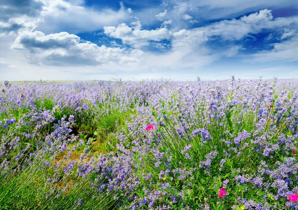 Rural Landscape Summer Lavender Field Bright Blue Sky — Stock Photo, Image