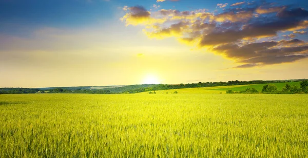 Maestoso Alba Cielo Blu Con Nuvole Sul Campo Grano Maturo — Foto Stock