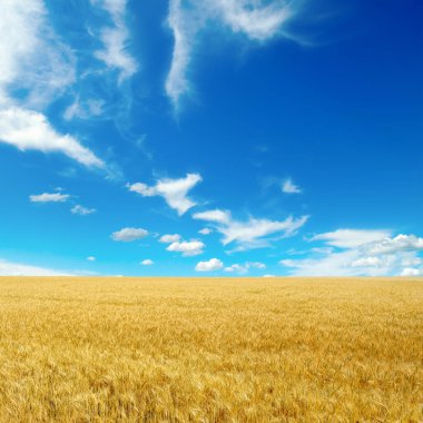 Altın buğday tarlası ve beyaz bulutlu parlak mavi gökyüzü.