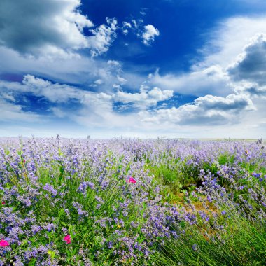 Yaz lavanta tarlası ve parlak mavi gökyüzü ile kırsal alan.