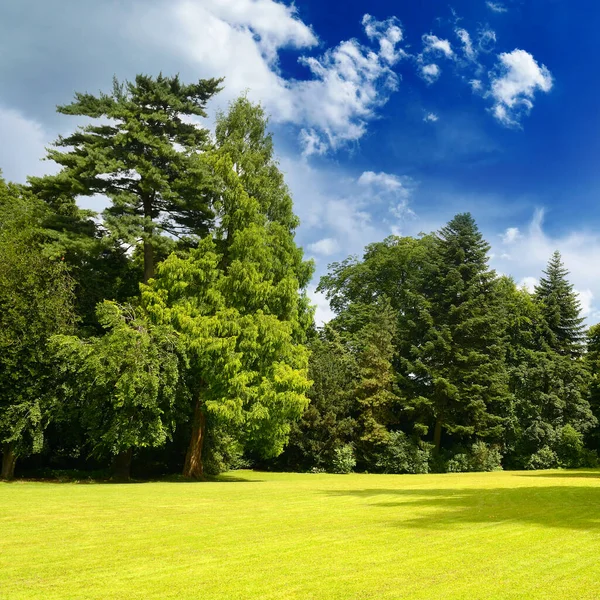 Yaz parkındaki parlak güneşli çayır manzarası..