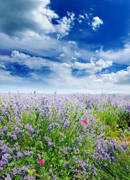 Pionowy Krajobraz Wiejski Letnim Polem Lawendowym Jasnym Błękitnym Niebem — Zdjęcie stockowe