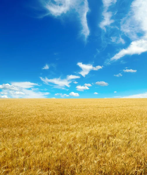 Gyllene Vetefält Och Blå Himmel Med Cirrusmoln — Stockfoto