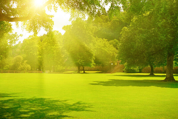 Sunrise beam in the beautiful summer park