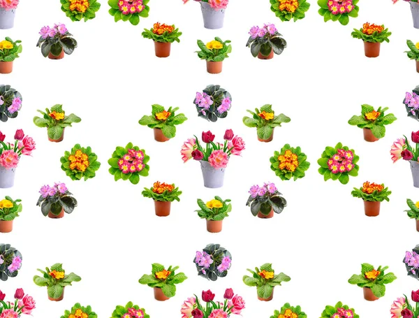 Large Seamless Pattern Bright Fresh Violets Tulips Isolated White Background — 스톡 사진