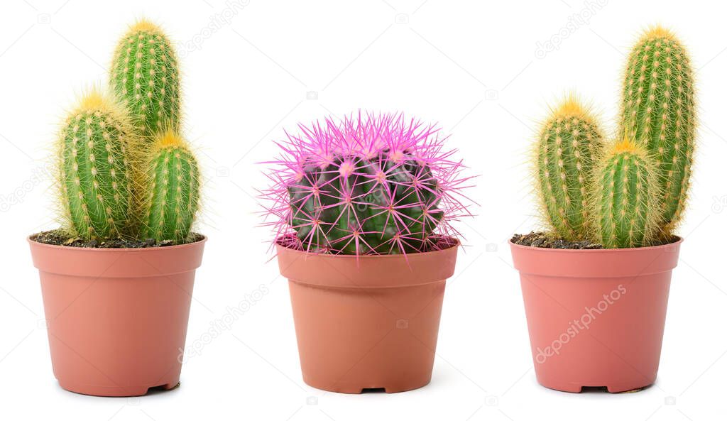 Collection of beautiful cacti isolated on white background.