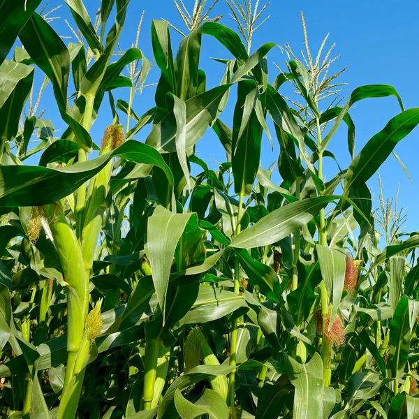 Fresh Corn Stalks Blue Sky Background — Stock Photo, Image