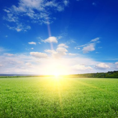 Kare yeşil bezelye tarlası ve güzel gün doğumu.